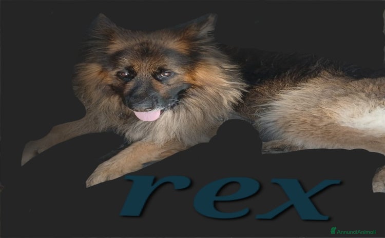 Pastore Tedesco cani a Provincia di Rovigo - Annuncio 6