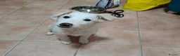 Meticcio cani in regalo: Dolce Eda cerca la sua occasione ❤️ a Provincia di Verona - Annuncio 3