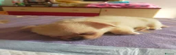 Chihuahua cani in vendita: Chihuahua pedigree ENCI  - Annuncio 5