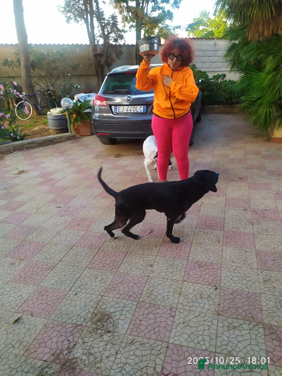 Meticcio cani in regalo: NEANCHE UNA RICHIESTA PER QUESTO NONNINO!?!? - Annuncio 8