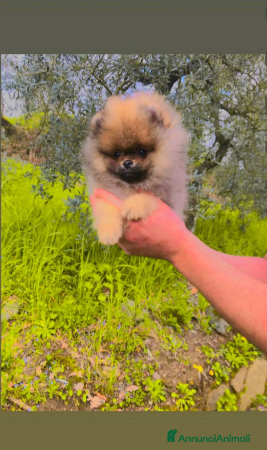 Volpino Pomerania cani in vendita: Pomerania meraviglioso orsetto a Città Metropolitana di Bologna - Annuncio 1