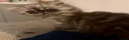 Persiano gatti in vendita: Splendidi Gattini Persiani  - Annuncio 9