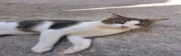 Altre razze gatti in regalo: CERCA CASA 🏡 - Annuncio 3