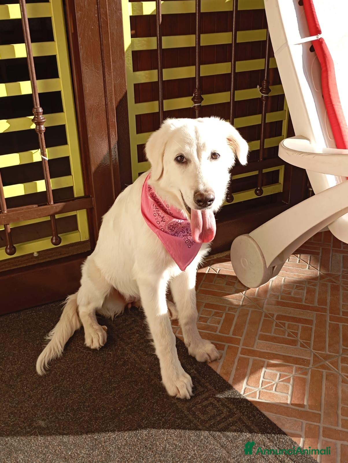 Pastore Abbruzzese Maremmano cani Cucciola di mix maremmano in adozione - Annuncio 1