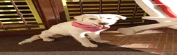 Pastore Abbruzzese Maremmano cani in regalo: Cucciola di mix maremmano in adozione a Città Metropolitana di Napoli - Annuncio 1