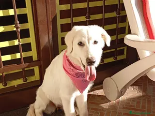 Pastore Abbruzzese Maremmano cani Cucciola di mix maremmano in adozione - Annuncio 4