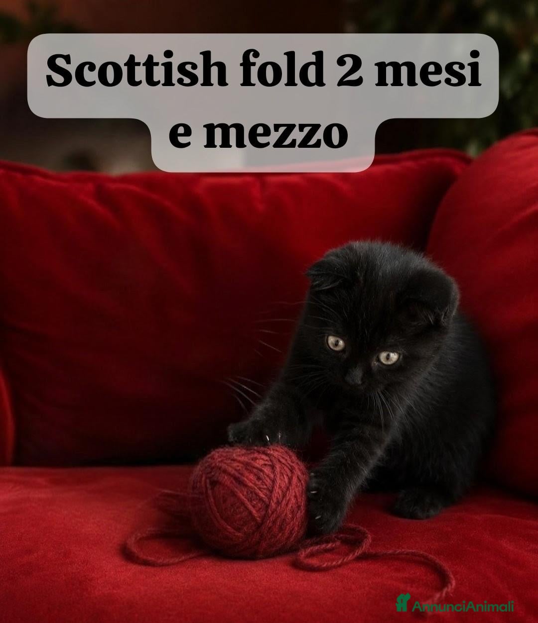 Scottish gatti Scottish fold  - Annuncio 3