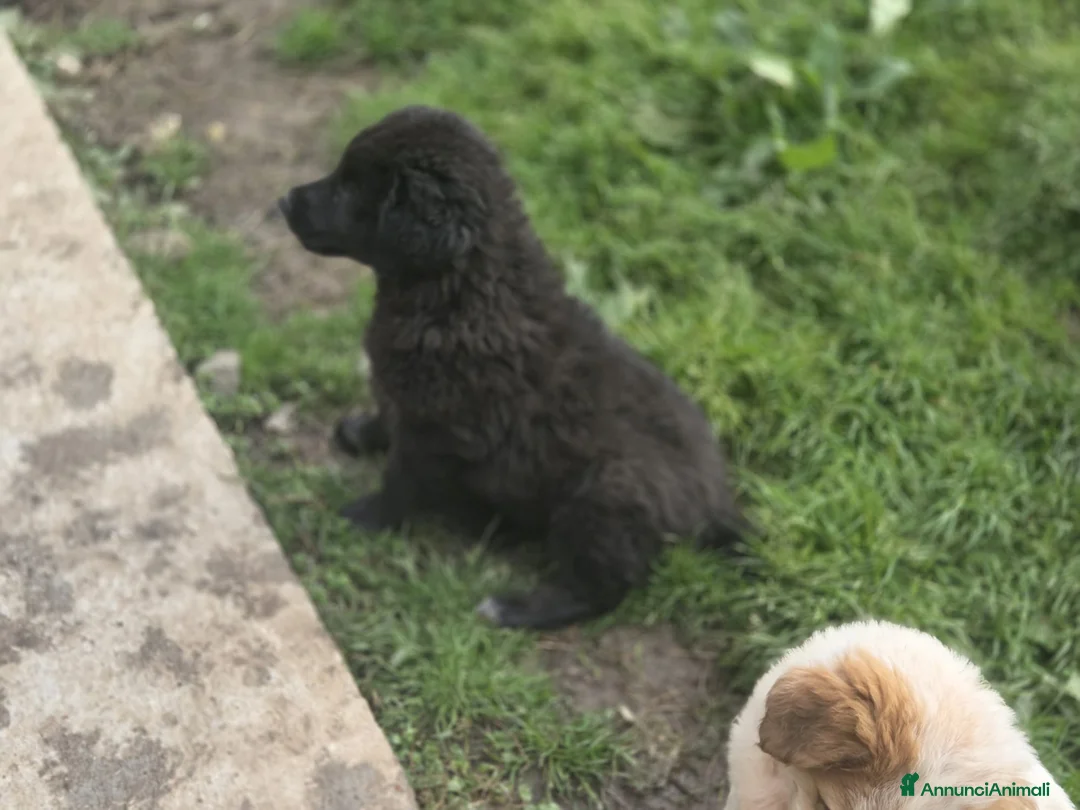 Meticcio cani in regalo: BROWNIE ASPETTA UNA MAMMA  a Città metropolitana di Milano - Annuncio 3