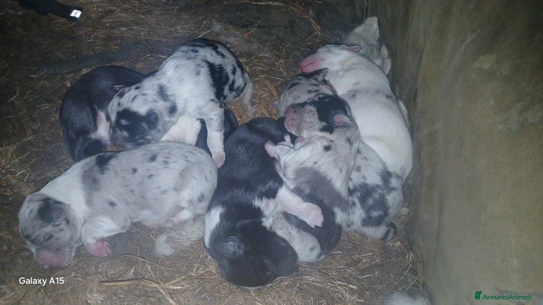 Meticcio cani in vendita: cuccioli pastore australian collie - Annuncio 2