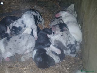 Meticcio cani cuccioli pastore australian collie - Annuncio 5