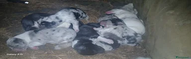 Meticcio Cucciolo 6