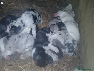 Meticcio cani cuccioli pastore australian collie - Annuncio 5