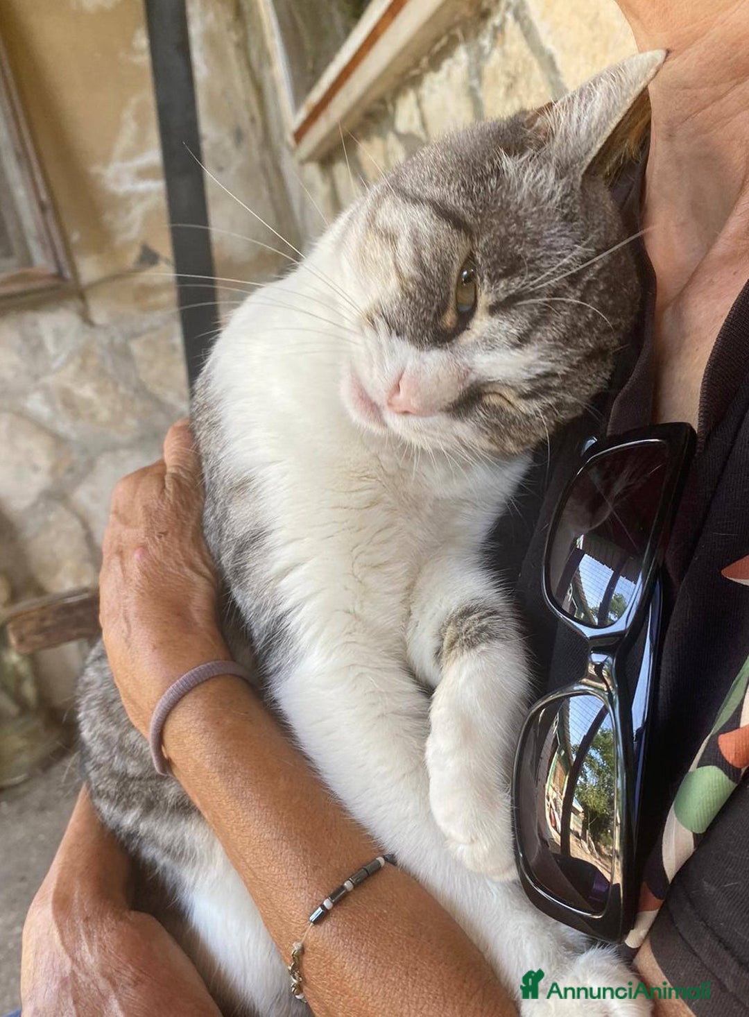 Europeo gatti in regalo: Dolce micia da adottare, LICIA! - Annuncio 6