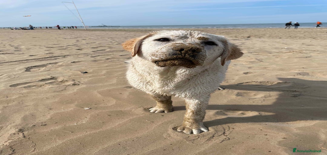 Immagine della galleria {{count}}