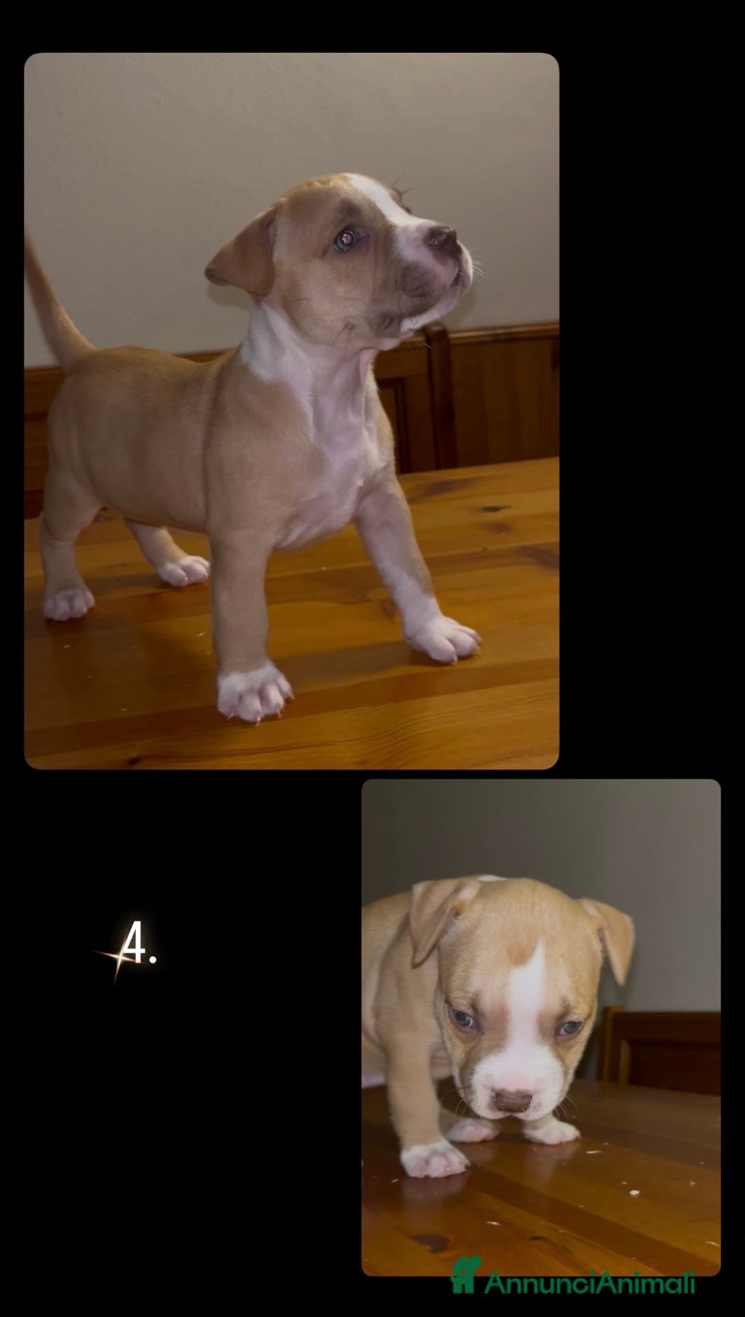 Pitbull cani in vendita: Cuccioli di pitbull - Annuncio 5