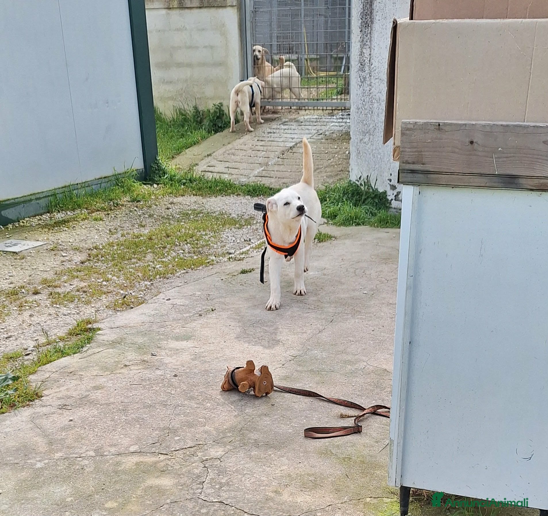 Meticcio cani Mario mix akita in adozione  - Annuncio 3