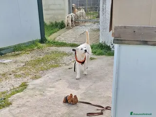 Meticcio cani Mario mix akita in adozione - Annuncio 3