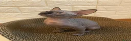Sphynx gatti in vendita: Cuccioli Sphynks  - Annuncio 4