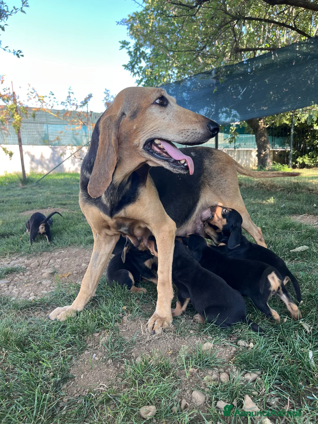 Segugio cani in vendita: Segugio italiano  a Provincia di Bergamo - Annuncio 2