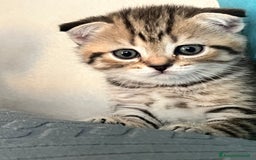 Scottish gatti in vendita: Gattine British a Città Metropolitana di Torino - Immagine 4