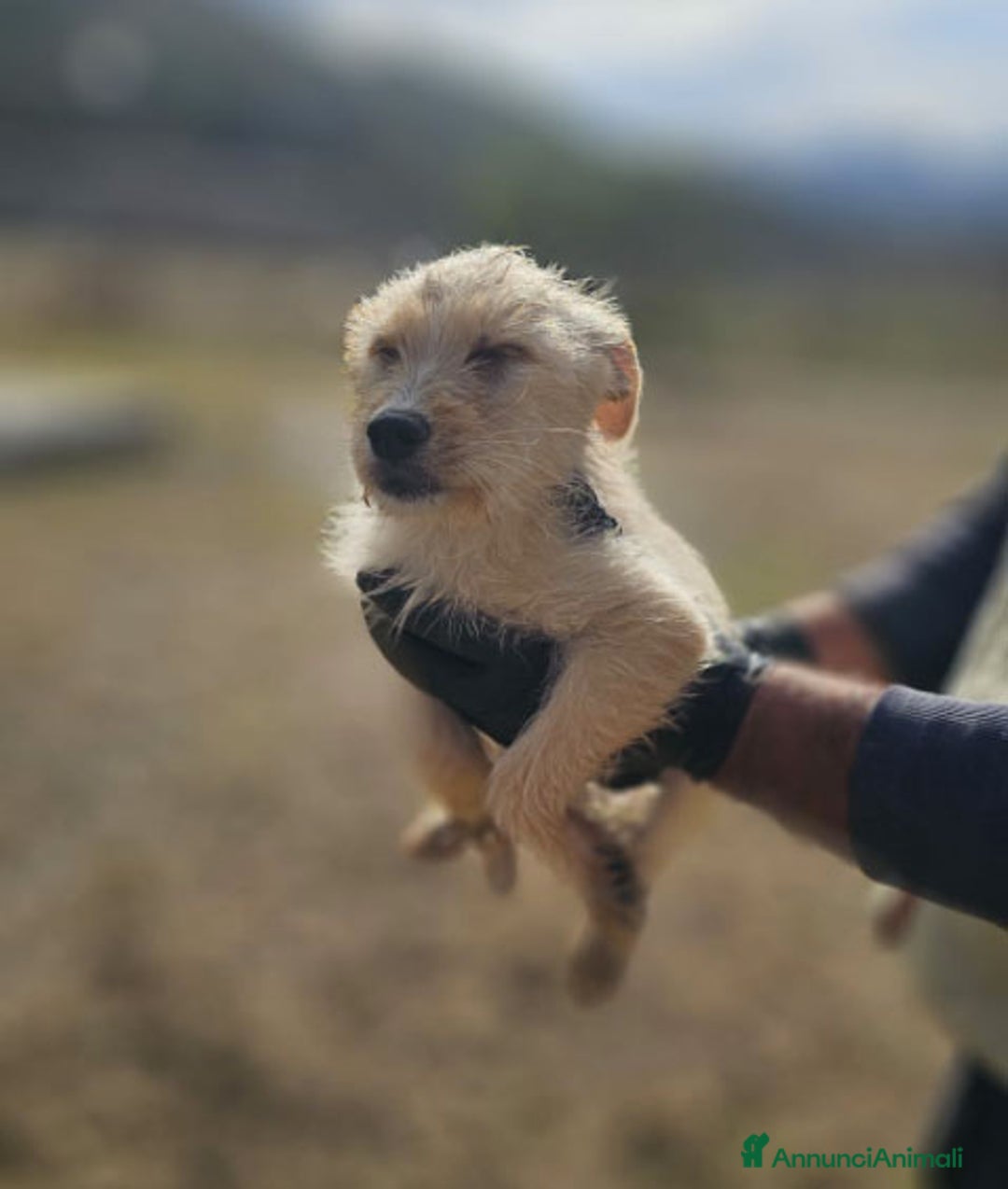 Altre razze cani in regalo: FIORELLA, GINETTA, LARA, SPINA - Immagine 4