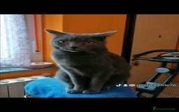 Certosino gatti in vendita: Cuccioli di CERTOSINO PURISSIMI a Metropolitan City of Milan - Immagine 9