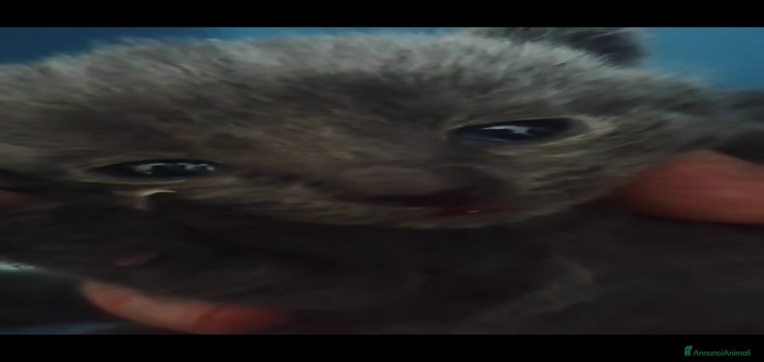 Immagine della galleria {{count}}