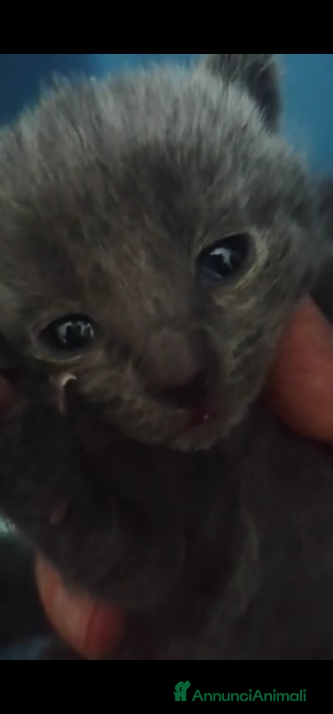 Immagine della galleria {{count}}