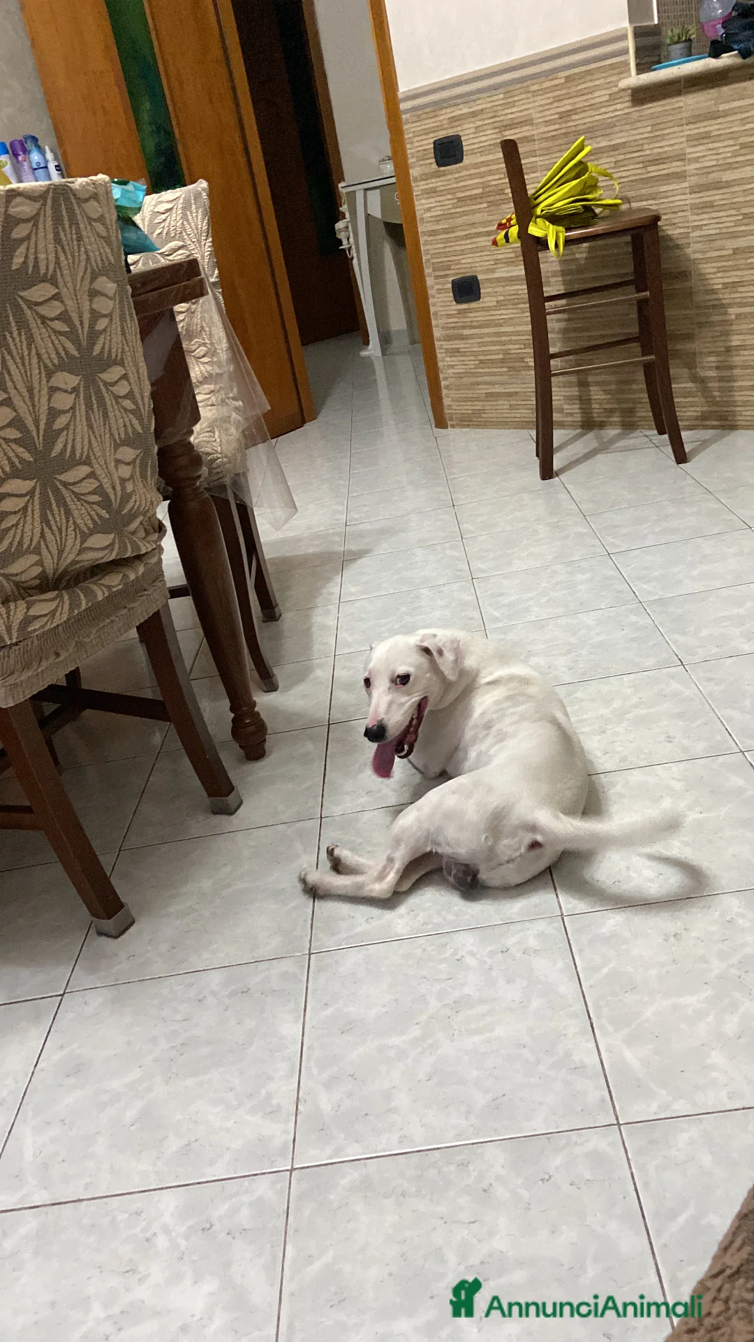 Jack Russell cani in regalo: Cerco una famiglia degna per il mio jack - Annuncio 4