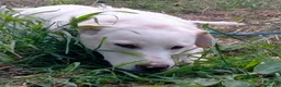 Meticcio cani in regalo: WILLY CUCCIOLO MIX LABRADOR  a Provincia di Varese - Annuncio 2