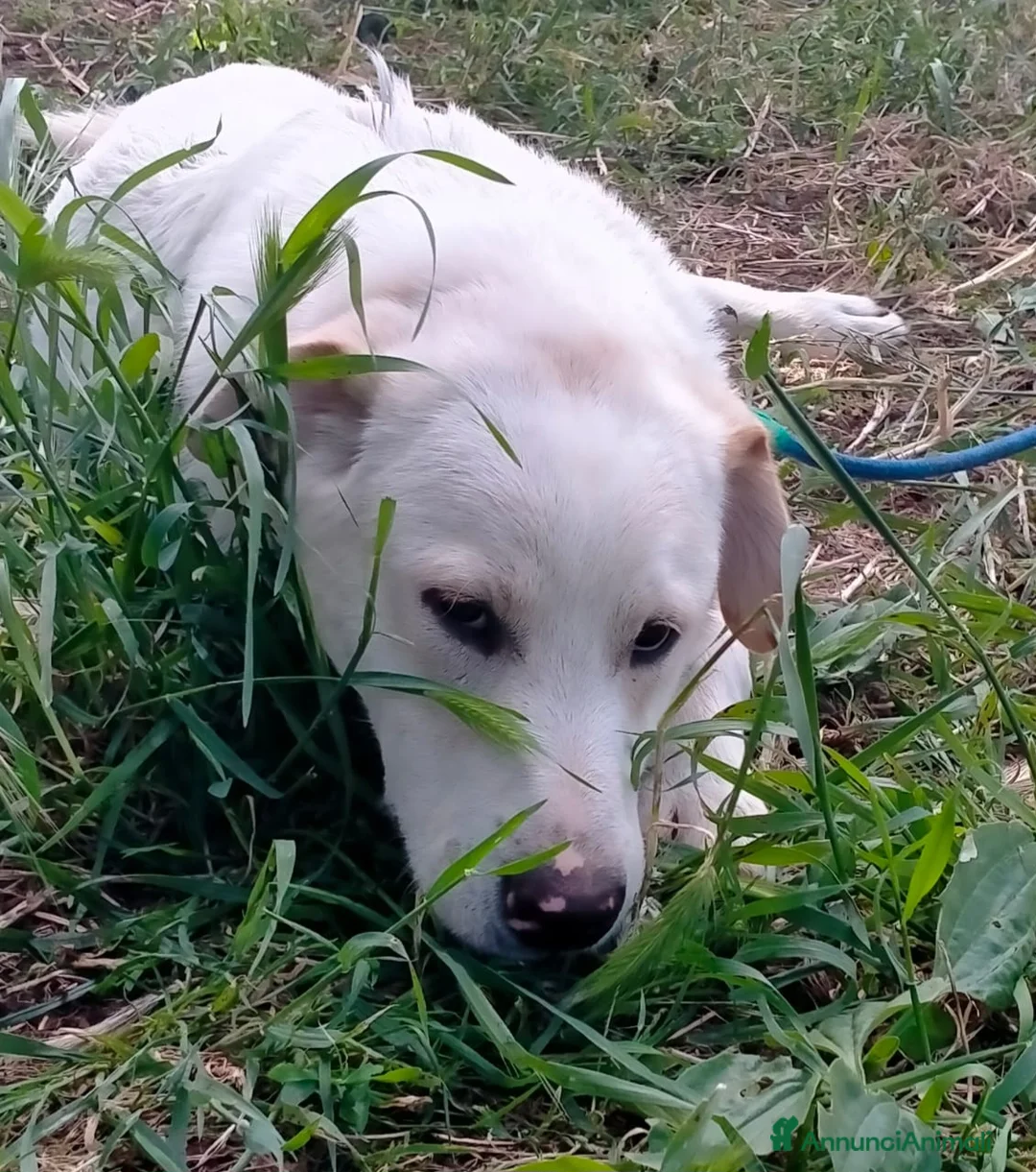 Meticcio cani in regalo: WILLY CUCCIOLO MIX LABRADOR  a Provincia di Varese - Annuncio 2
