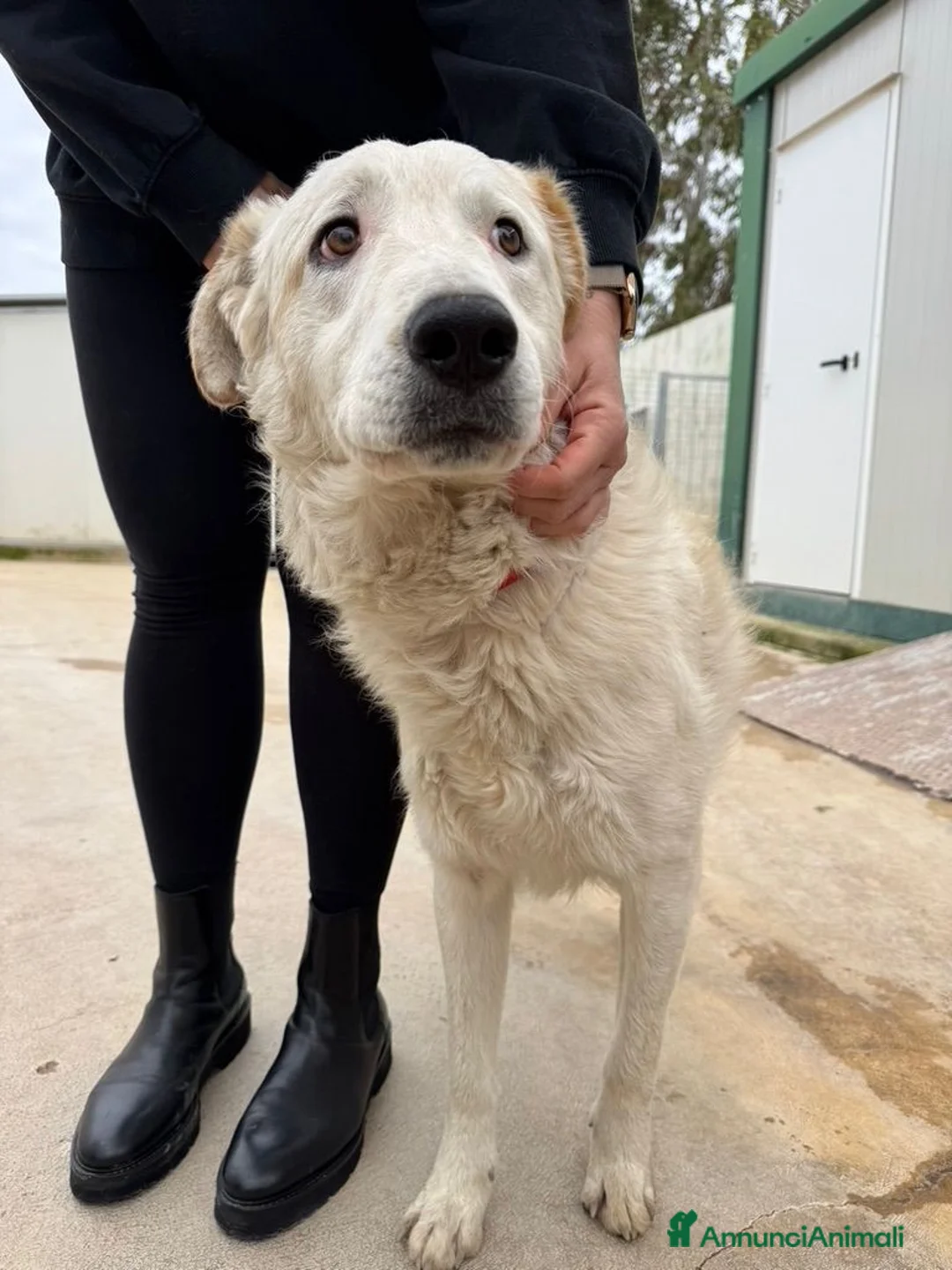 Meticcio cani in regalo: Ugo: cucciolone buonissimo con tutti  - Annuncio 11