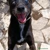 Pinscher Tedesco cani Bobby, super adozione del cuore - Annuncio 2