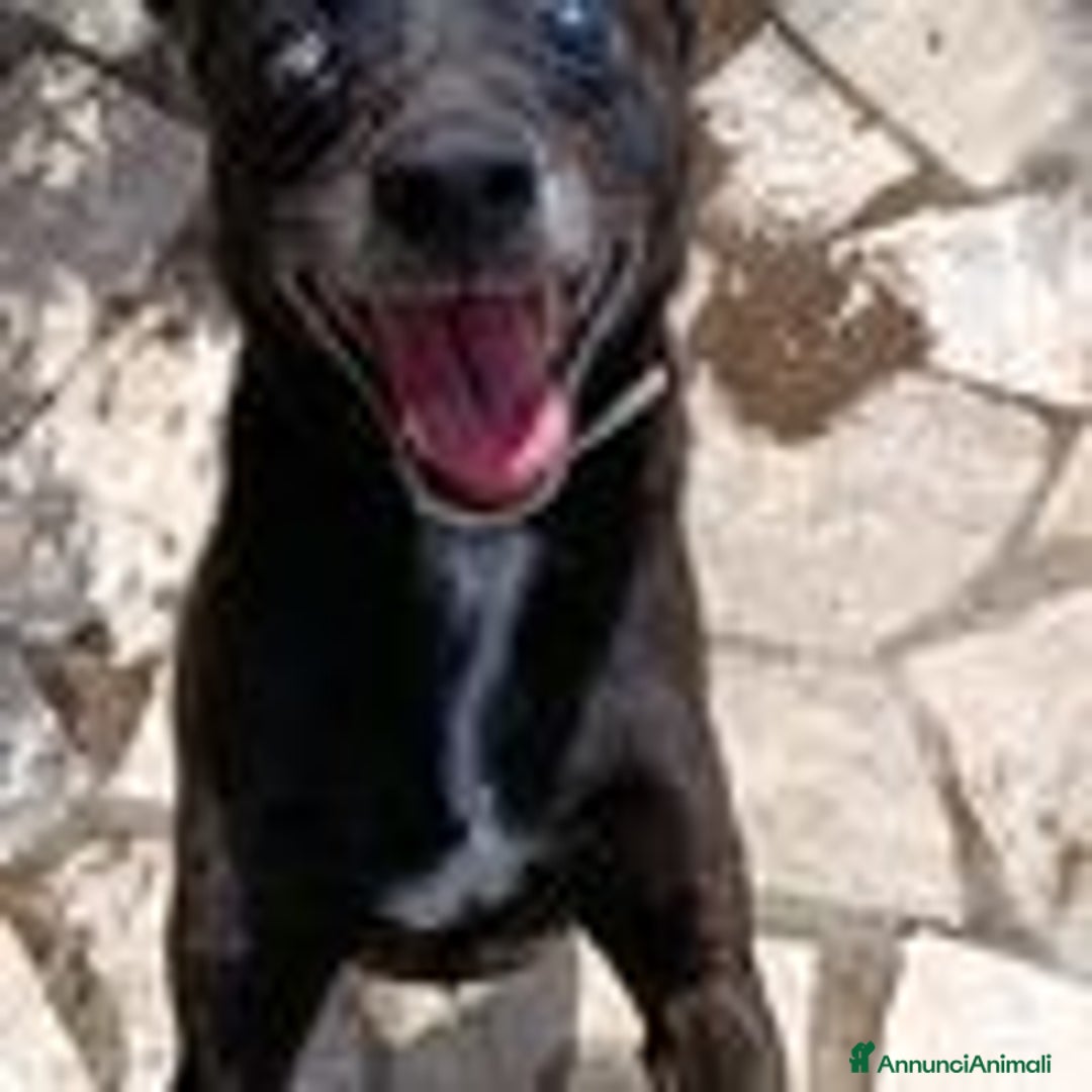 Pinscher Tedesco cani in regalo: Bobby, super adozione del cuore - Annuncio 2