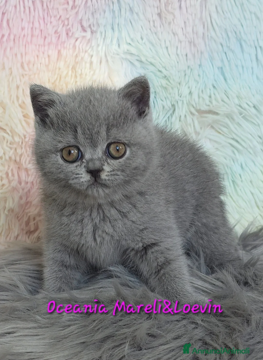 British gatti in vendita: British shorthair femmine - Annuncio 21