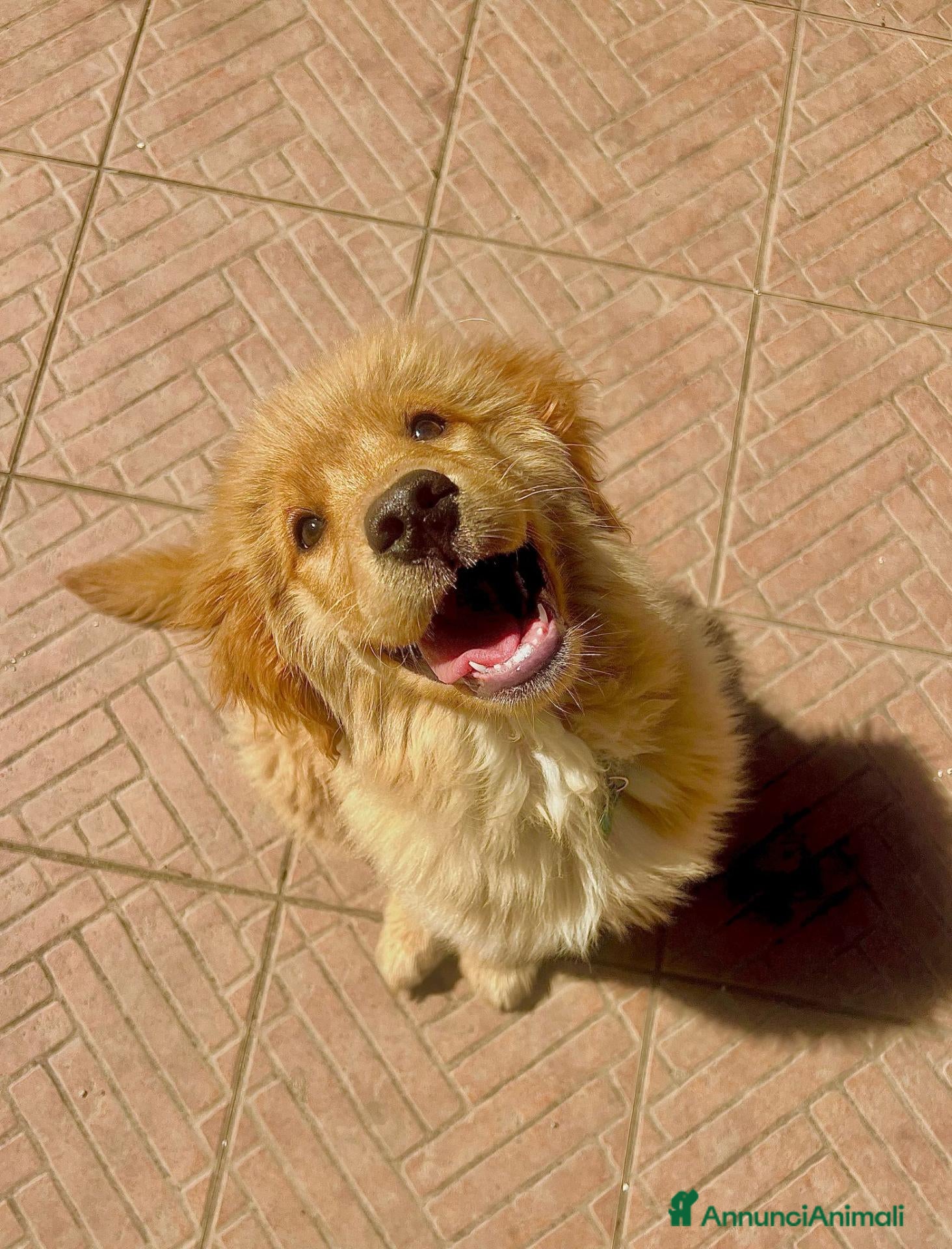 Golden Retriever cani 2 Femmine Golden Retriever Americano 100% - Annuncio 1