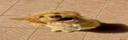 Golden Retriever cani in vendita: 2 Femmine Golden Retriever Americano 100% - Annuncio 1