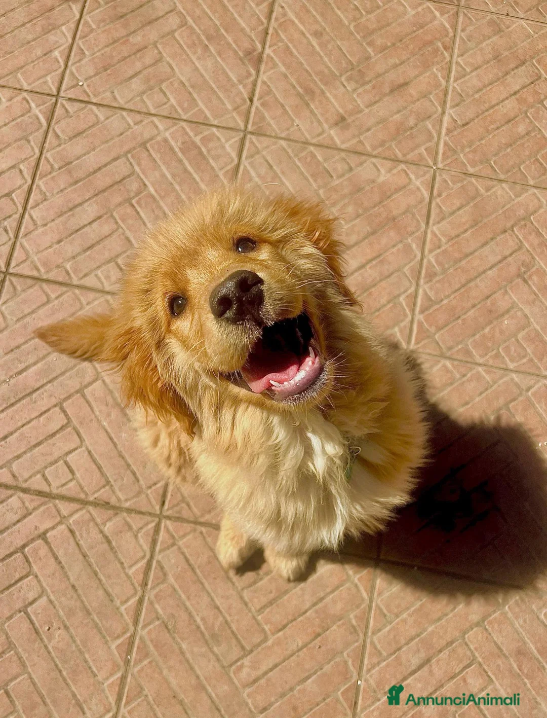Golden Retriever cani in vendita: 2 Femmine Golden Retriever Americano 100% - Annuncio 1