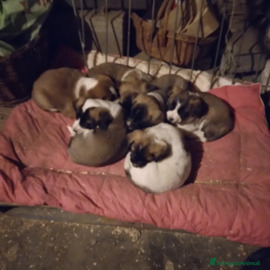 Pastore Asia Centrale cani in vendita: Cuccioli di pastore dell asia centrale  - Annuncio 5