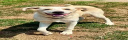 Meticcio cani in regalo: Pluto il coccolone - Annuncio 12