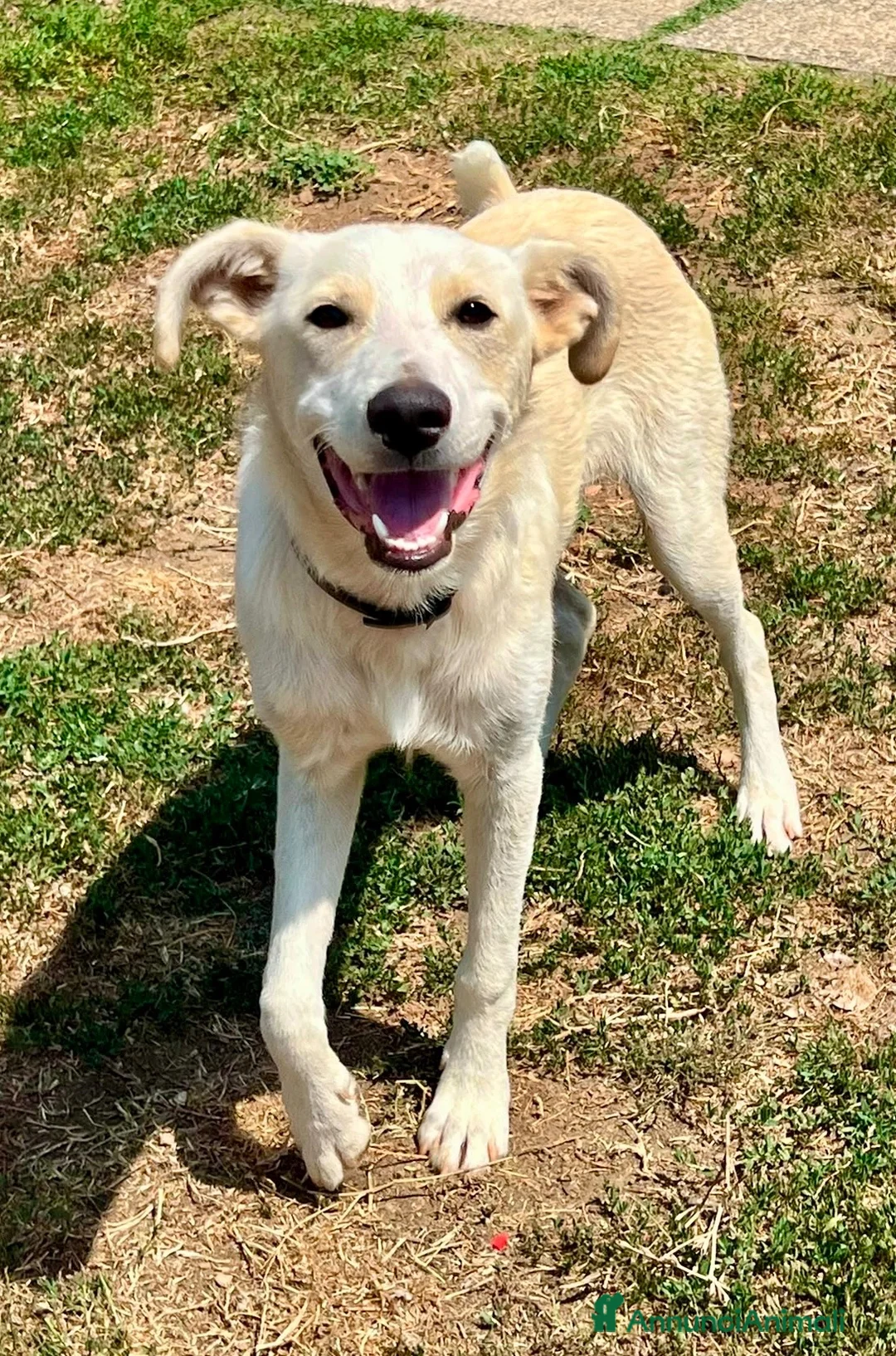 Meticcio cani in regalo: Pluto il coccolone - Annuncio 12