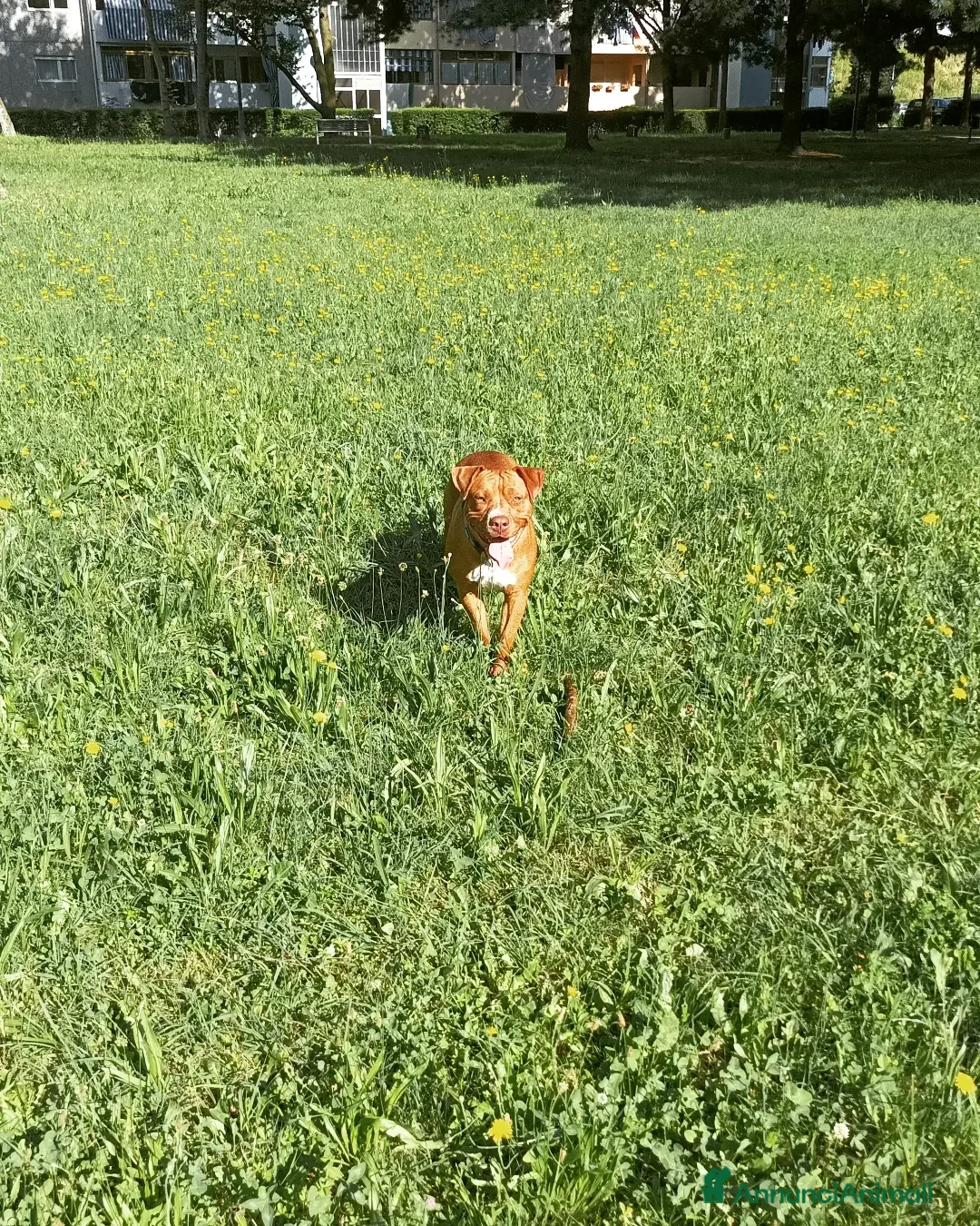 American Staffordshire cani Ariel amstaf a Città Metropolitana di Torino - Annuncio 6