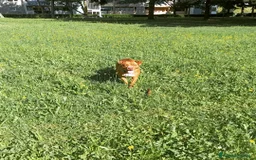 American Staffordshire cani in regalo: Ariel amstaf a Città Metropolitana di Torino - Immagine 1