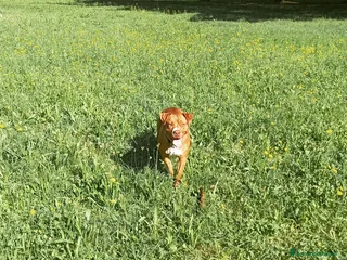American Staffordshire cani Ariel amstaf a Città Metropolitana di Torino - Annuncio 12