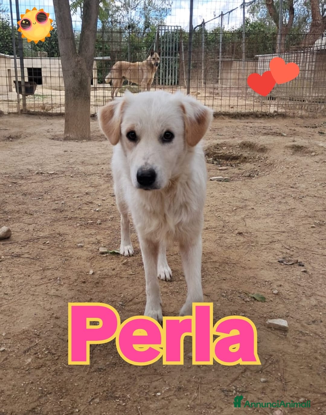 Meticcio cani in regalo: PERLA dolce bimba nata a Giugno 24 - Annuncio 1