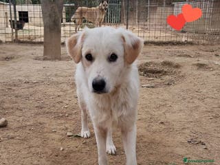 Meticcio cani PERLA dolce bimba nata a Giugno 24 - Annuncio 42