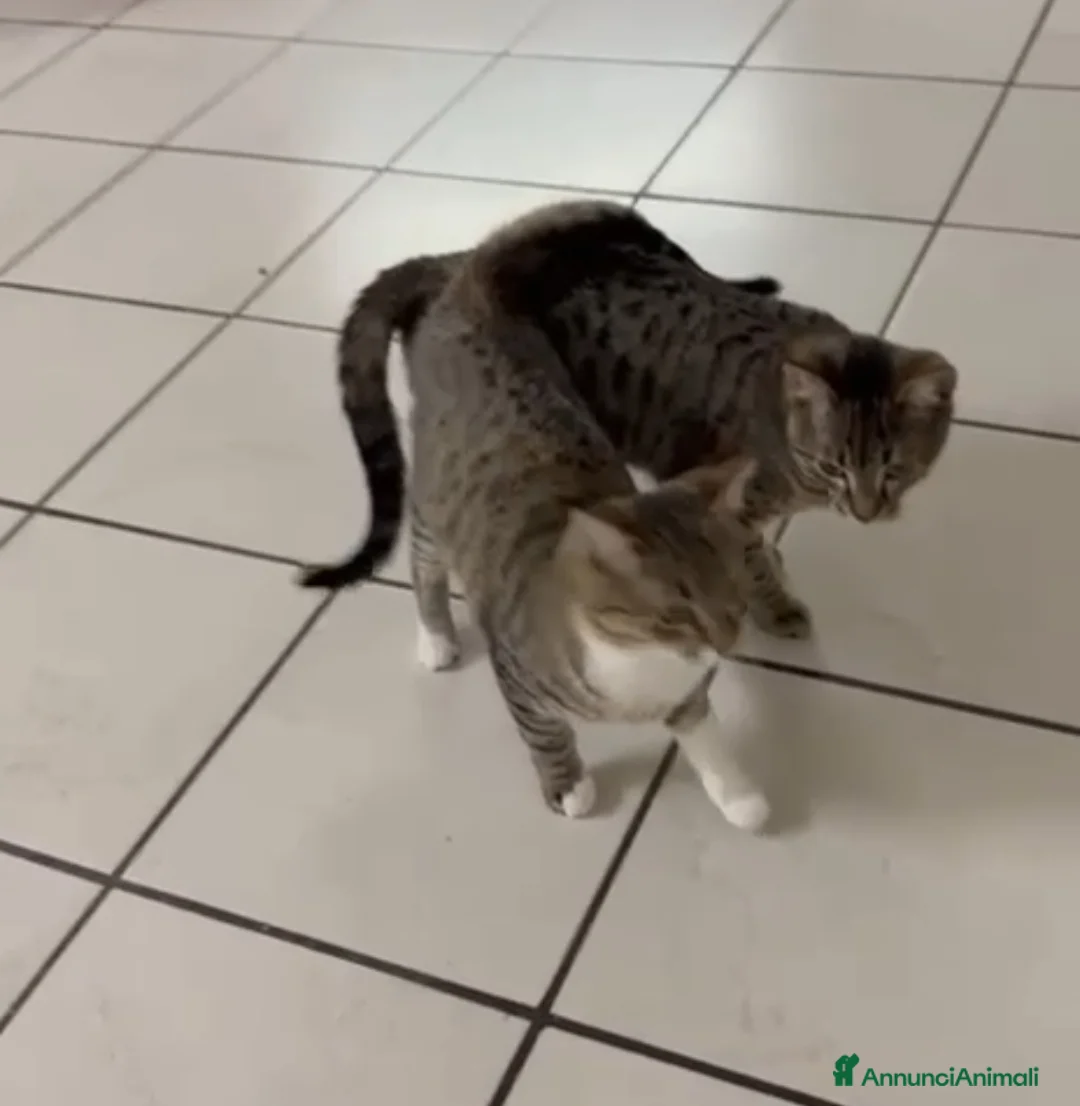 Meticcio gatti in regalo: GATTINI INSEPARABILI a Provincia di Piacenza - Annuncio 2