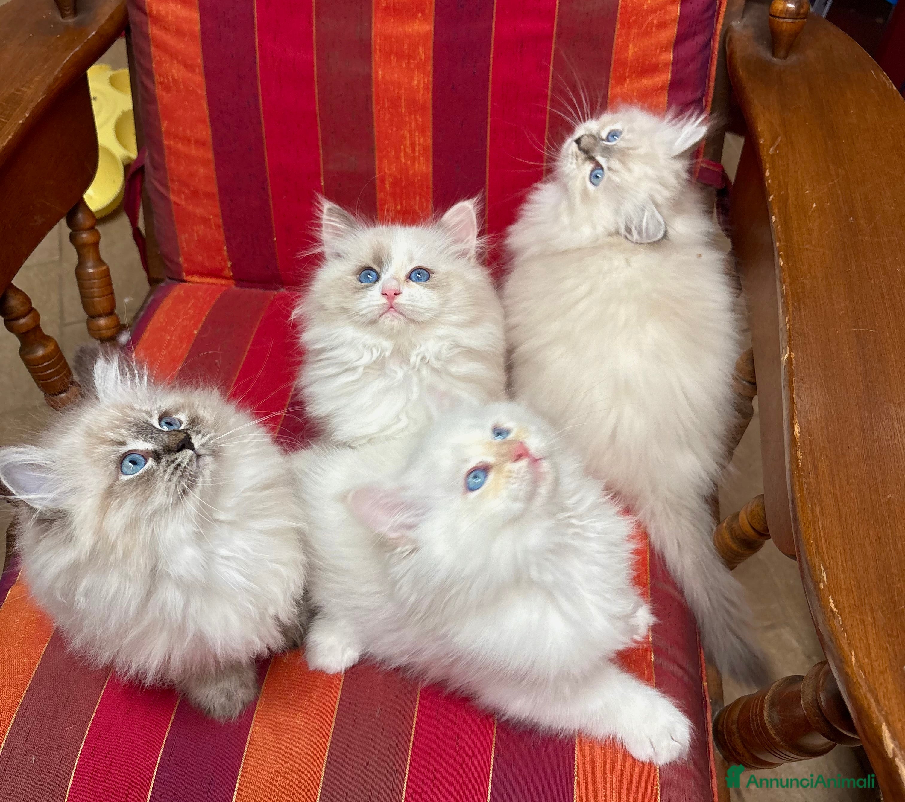 Siberiano gatti CUCCIOLI SIBERIANI NEVA - Annuncio 13