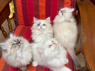 Siberiano gatti CUCCIOLI SIBERIANI NEVA - Annuncio 13