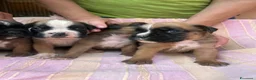 Boxer cani in vendita: Cuccioli boxer a Libero consorzio comunale di Siracusa - Annuncio 3